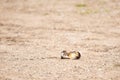 A killdeer burrowing in gravel Royalty Free Stock Photo