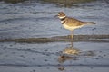 Killdeer at Cedar Island Beach - Eastern North Carolina Royalty Free Stock Photo