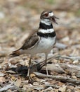 Killdeer (Charadrius vociferus)