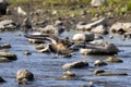 The killdeer (Charadrius vociferus) Royalty Free Stock Photo