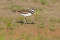 Killdeer - Charadrius vociferus