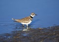 Killdeer Charadrius vociferus searching for food Royalty Free Stock Photo