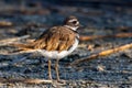 A killdeer Charadrius vociferus standing on the ground searching for food in Canada Royalty Free Stock Photo