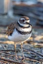 A killdeer Charadrius vociferus standing on the ground searching for food in Canada. portrait view Royalty Free Stock Photo