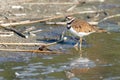 A killdeer Charadrius vociferus standing in the wetlands searching for food in Canada Royalty Free Stock Photo