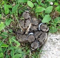 Killdeer Chicks