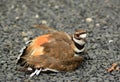 Killdeer Dance