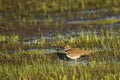 Killdeer in its Habitat