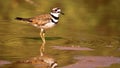 Killdeer on Lake Shore Royalty Free Stock Photo