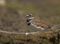 Killdeer