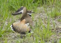 Killdeer Royalty Free Stock Photo