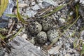 Killdeer nest and eggs