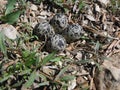 Killdeer nest Royalty Free Stock Photo