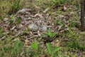 Killdeer nest on the ground.