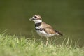 Killdeer in the Hudson Valley