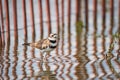 Killdeer With Fence Reflections in Toronto, Ontario Royalty Free Stock Photo