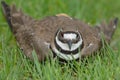 Killdeer - Charadrius vociferus Royalty Free Stock Photo