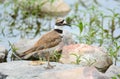Killdeer plover bird on rock at lake edge Royalty Free Stock Photo
