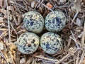 Killdeer plover eggs as seen from above. Royalty Free Stock Photo