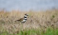 Killdeer Plover shorebird