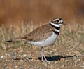 Killdeer Royalty Free Stock Photo