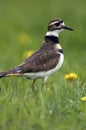 Killdeer Profile in the Rain