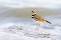 Killdeer shorebird bird Royalty Free Stock Photo