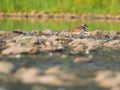 Killdeer Shorebird on Rocky Muddy Shoreline