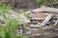 Killdeer sitting on her nest, Oshawa, ON