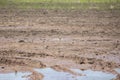 Killdeer Taking Flight Royalty Free Stock Photo