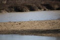 Killdeer Taking Flight Royalty Free Stock Photo