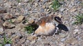 Killdeer trying to protect eggs. Royalty Free Stock Photo