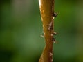 Killed flies on sticky tape. Fight against annoying insects.