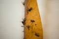 Killed flies on sticky tape. Fight against annoying insects. Royalty Free Stock Photo