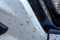 The killed insects on car bumper, at the movement of the car at night at great speed, insects fly to light of headlights and Royalty Free Stock Photo