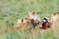 A killed Zebra and lioness Royalty Free Stock Photo