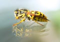 Killer bee Royalty Free Stock Photo