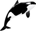 Killer whale