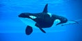 Killer Whale Royalty Free Stock Photo