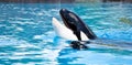 Killer Whale Royalty Free Stock Photo