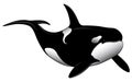 Killer whale