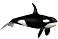 Killer whale