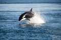 Killer whale Royalty Free Stock Photo