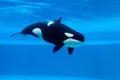 Killer whale Royalty Free Stock Photo