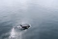 This a Killer Whale in Antarctic ocean in Antarctica