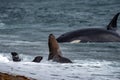 Orca killer whale attack a seal on the beach