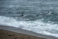 Orca killer whale attack a seal sea lion on the beach