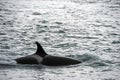 Orca killer whale attack a seal sea lion on the beach