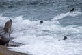 Orca killer whale attack a seal sea lion on the beach