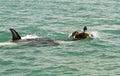 Killer whale attacks giant turtle